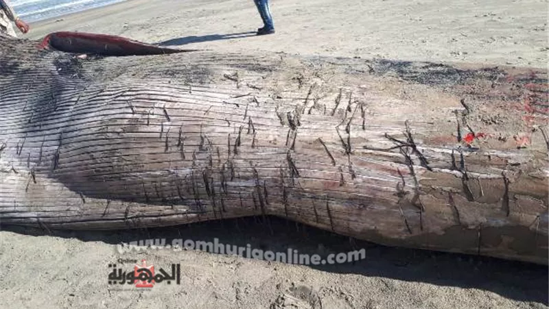المعهد القومى لعلوم البحار: العثور على حوت نافق بقطاع الدلتا الإنتاجى (بركة غليون)