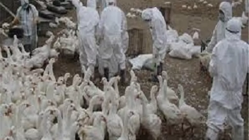 رصد تفش لنوع شديد العدوى من إنفلونزا الطيور في هولندا