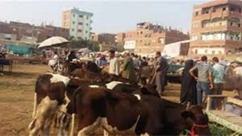 إصابة ٣ أشخاص فى مشاجرة بسوق المواشي في حوش عيسى