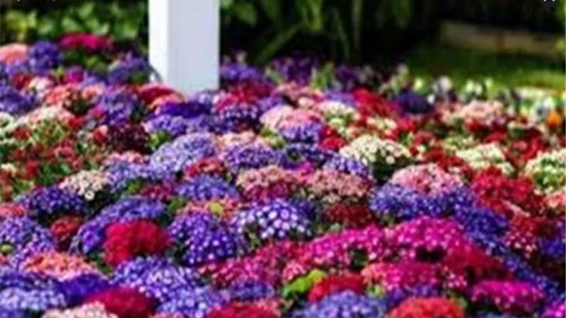 الزراعة : معرض زهور الربيع ال 88 في أول مارس بحديقة الاورمان