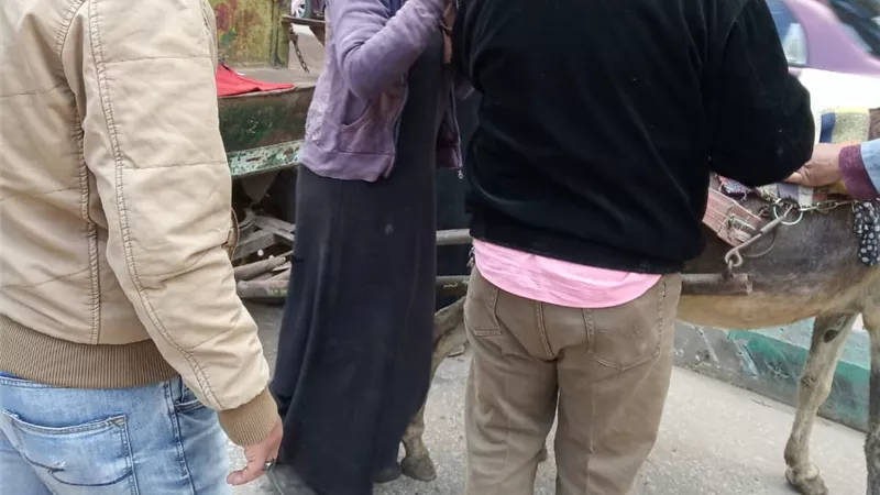 حملة مكبرة لرفع الإشغالات وضبط التكاتك المخالفة بنطاق حي ثان الزقازيق..صور