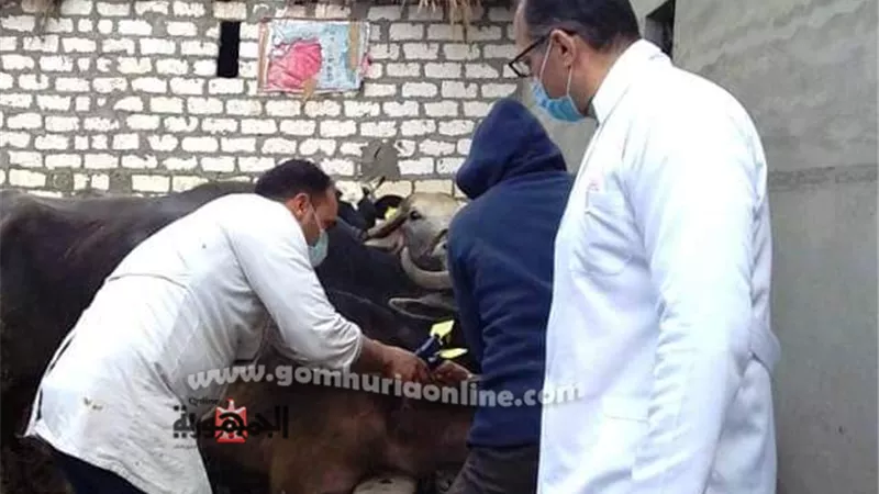 بيطري الشرقية يُحصن ويرقم 325 ألفا رأس ماشية ضد الحمي القلاعية والوادى المتصدع