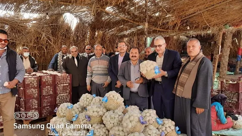زراعة بنى سويف تتابع محصول ثوم التصدير