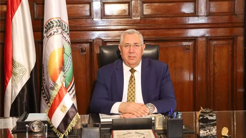الزراعة توافق على تصدير كتاكيت بياض وبيض مائدة إلى غانا وليبيا