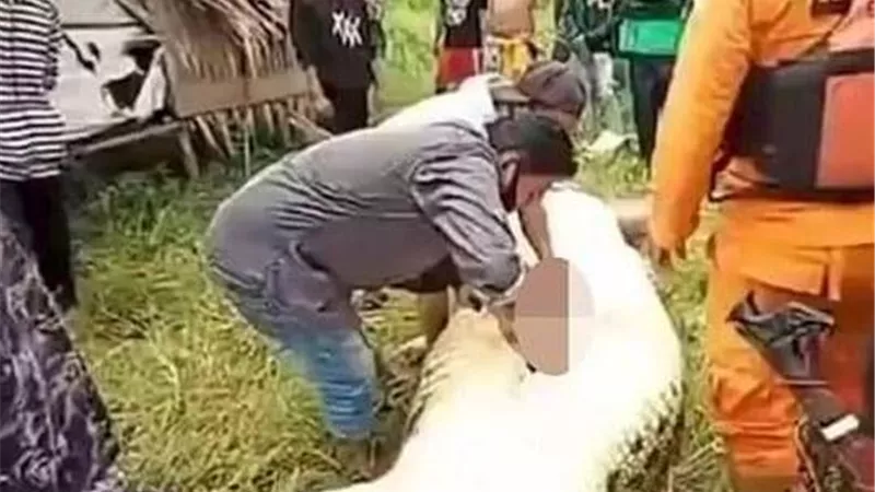 التقمه من جانب والده وابتلعه كاملاً ..استخراج جثة طفل من تمساح