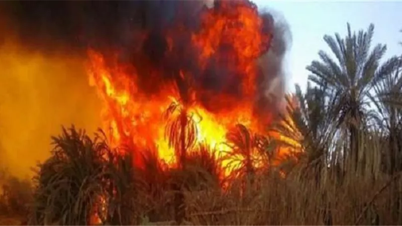 نفوق ٦ آلاف كتكوت في حريق مزرعة دواجن بالدقهلية