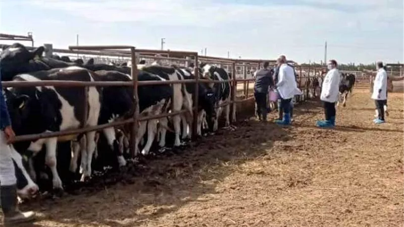 بيطري الشرقية يفحص 3700 رأس ماشية ضد البروسيلا والسل البقرى