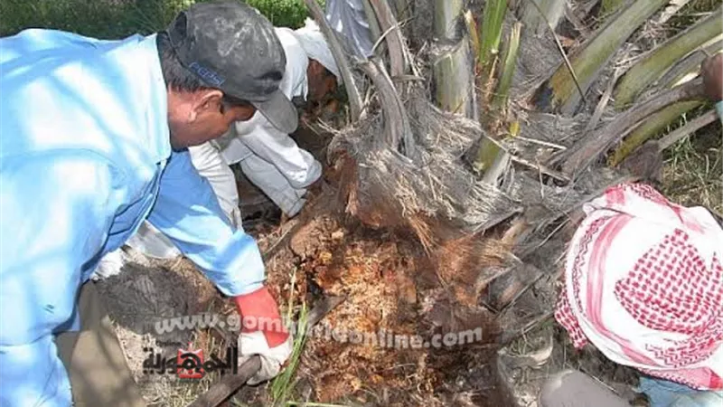 زراعة المنوفية تنجح فى علاج 121 نخلة بعد إصابتهم بسوسة النخيل