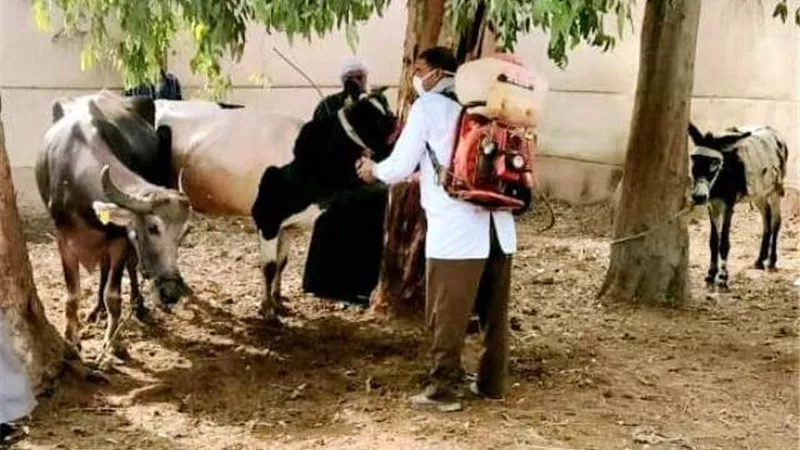 بيطري الشرقية يشن حملة مكبرة لمكافحة الطفيليات .صور