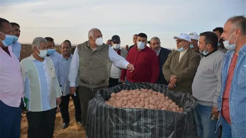 الزملوط يشهد حصاد محصول البطاطس بالفرافرة