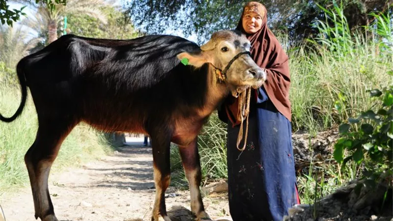 3820 مشروعا إنتاجيا من الاورمان للاسر الأولى بالرعاية بالاقصر
