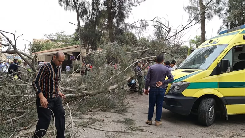مصرع عامل دليفري سقطت عليه شجرة من داخل استراحة محافظ الدقهلية