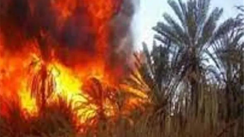 نفوق٣ آلاف دجاجة في حريق مزرعة بالدقهلية