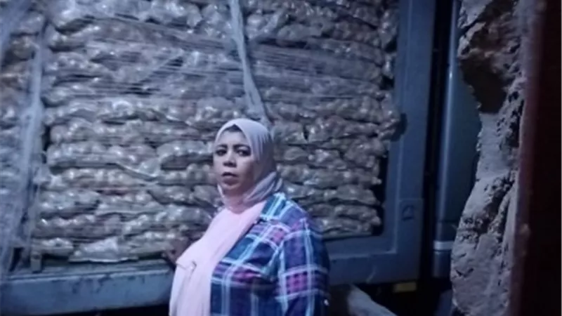 توزيع 16 طن بطاطس على الأسر الأكثر احتياجاً فى نقادة