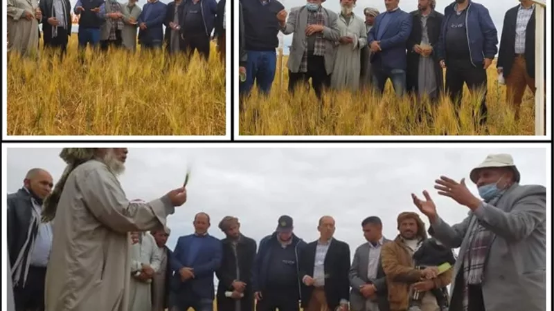 يوم عمل بالحقول الارشادية للشعير بمطروح