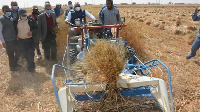 الزملّوط يشارك فرحة المزارعين حصاد القمح بالوادى الجديد.صور