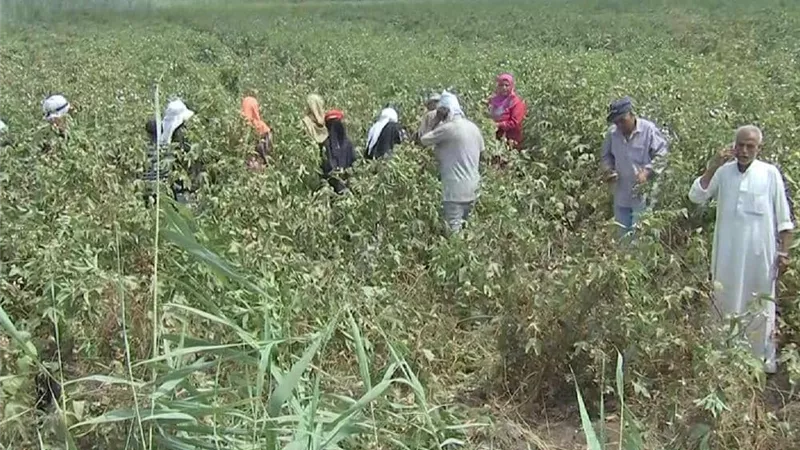 الزراعة: مشروع الدلتا الجديدة يفتح أسواق خارجية ويوفر 5 مليون فصة عمل