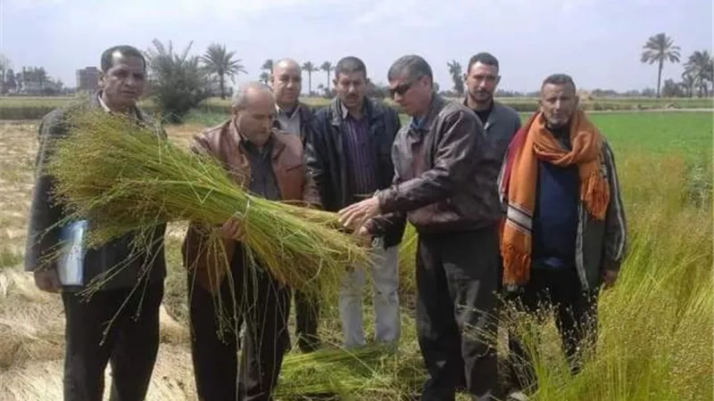زراعة الشرقية تنفذ يوم حصاد لحقل إرشادى مزروع بمحصول الكتان