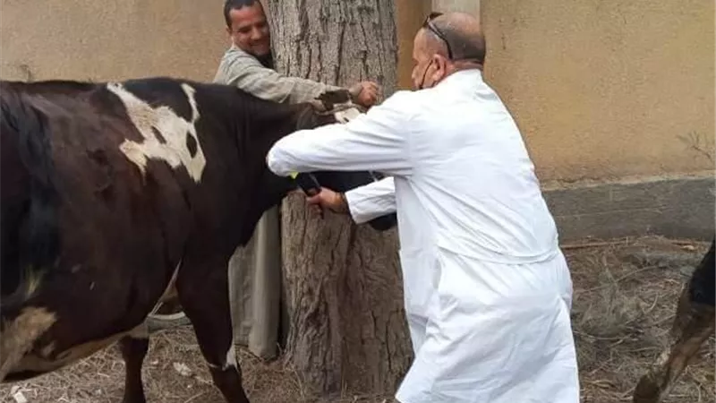 قافلة بيطرية بمركز أبو كبير للحفاظ على الثروة الحيوانية وزيادة إنتاجيتها