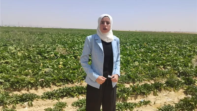مشروع 