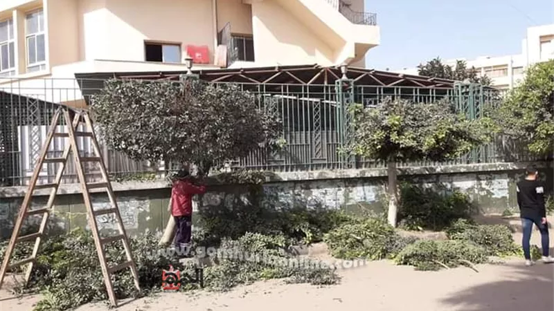 بالصور..حملة لتقليم الأشجار بشارع الاستاد بمنطقة فلل جامعة الزقازيق