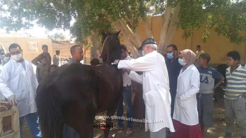 جامعة جنوب الوادي تنظم قافلة بيطرية بمدينة الطود