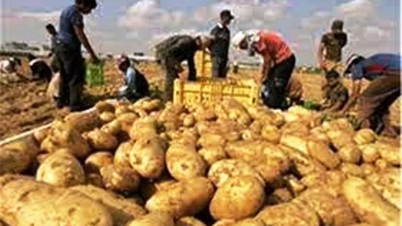 الزراعة:صادرات مصر من البطاطس تجاوزت 380 الف طن .. وروسيا اكبر مستورد