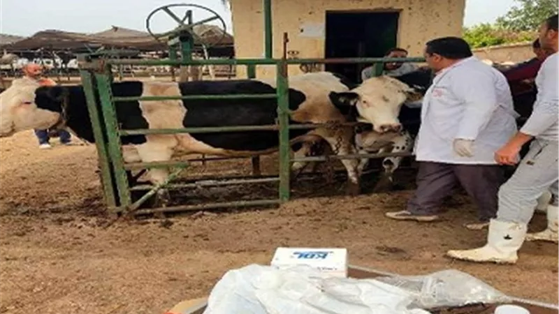 بيطري الشرقية تفحص 1517 رأس ماشية ضد البروسيلا و السل البقرى
