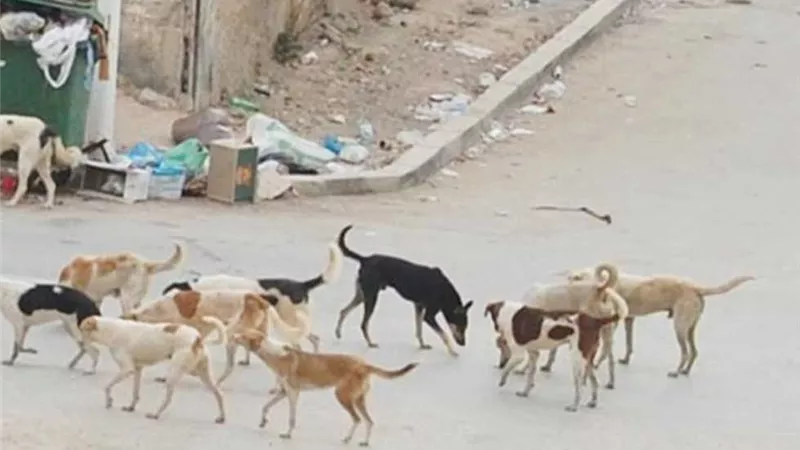 كلب ضال يعقر 12 طفلا ويثير الذعر في ببني سويف