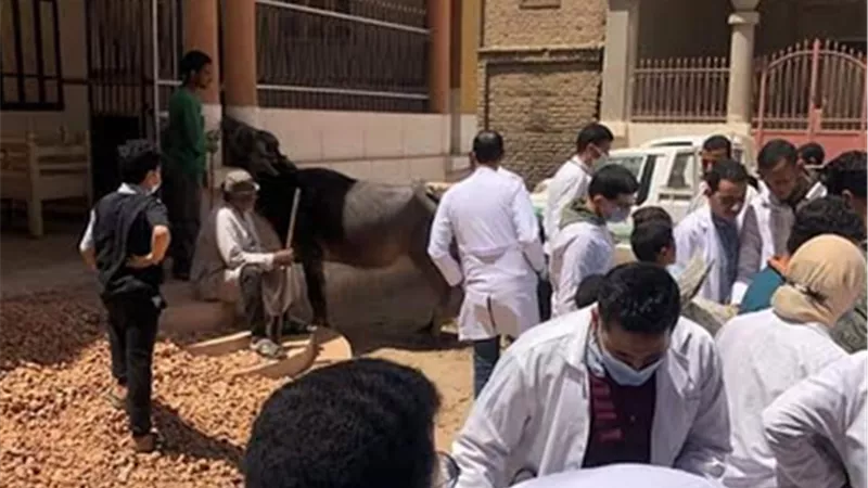 جامعة سوهاج تطلق قوافلها البيطرية لقريتي الفراسية والعوامر وتعالج ١٠٩١ حالة