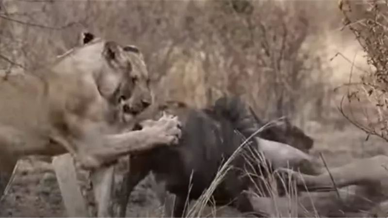 حيوان يقع فريسة للأسود بعد هروبه من مخالب الفهود.. فيديو
