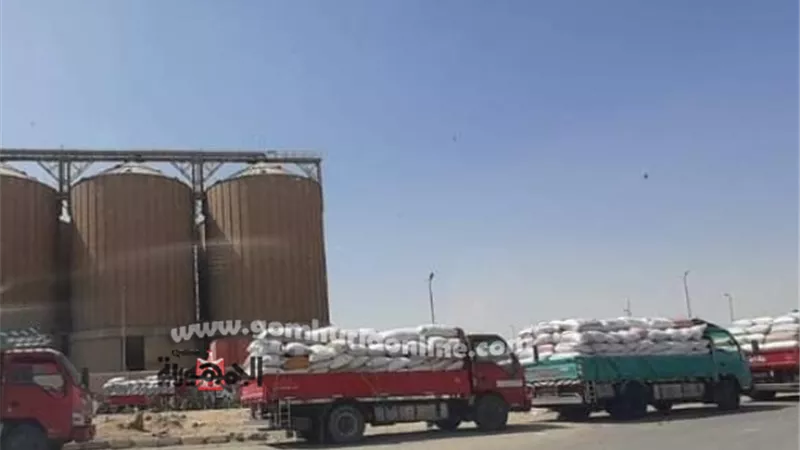 بدء موسم توريد القمح ببنى سويف