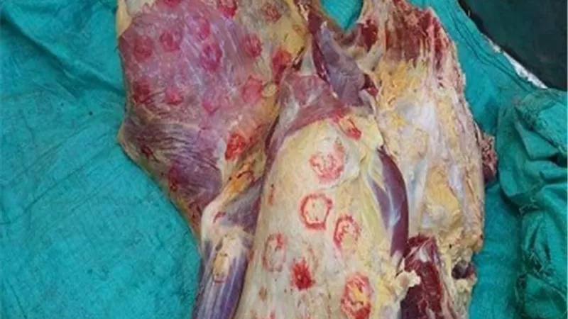 ضبط ٦٥٣ كيلو جرام لحوم ودواجن مجهولة المصدر بههيا وبلبيس