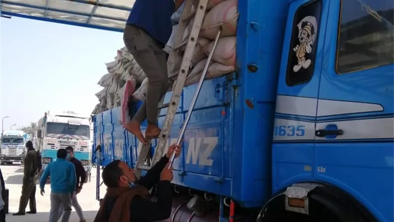 استلام 2800 طن قمح فى 3 أيام ببنى سويف