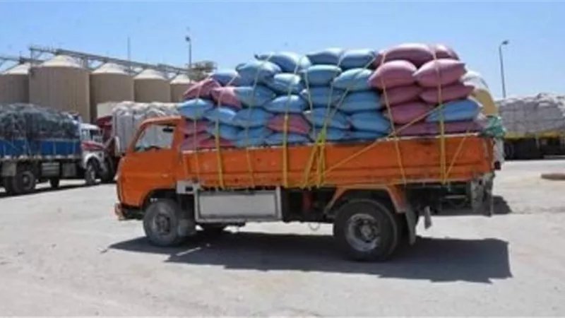 استلام 4300 طن قمح فى ٤ أيام ببنى سويف