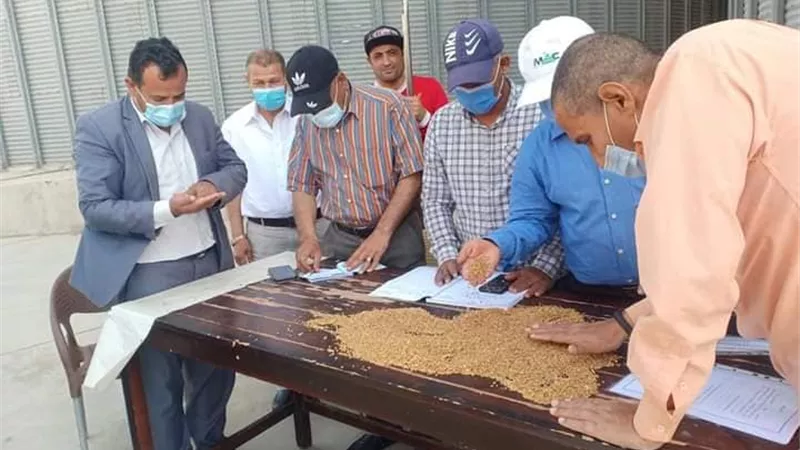 بشائر الخير. صوامع القنطرة بالإسماعيلية تتسلم محصول القمح ..صور