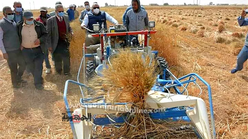 صوامع الخيرات استقبلت ١٩٢٧٦ طنا من الذهب الاصفر بالواحات