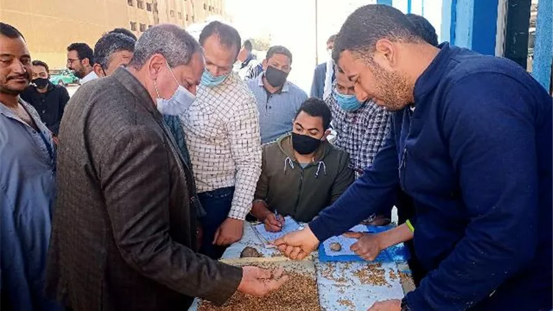 شون وصوامع المنيا تستقبل 7865 طن من الأقماح
