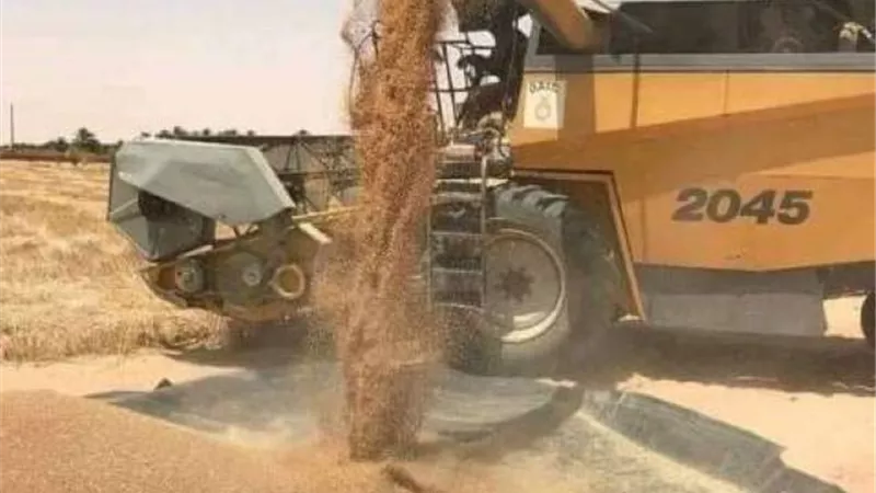 توريد 83930 طن من الذهب الأصفر لصوامع وشون الشرقية