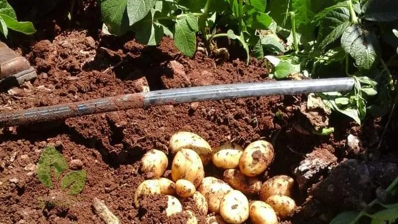 خبراء الموارد المائية: المنظومة الحالية تسبب فاقدا 25% والري بالتنقيط نقلة كبرى لترشيد استهلاك المياه