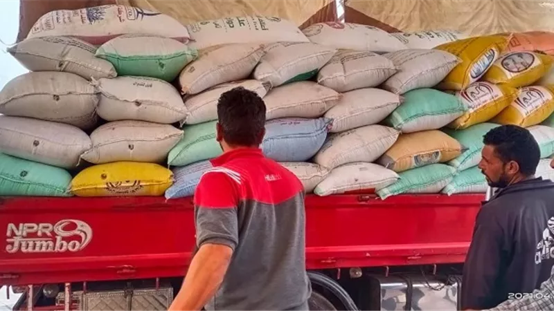 استمرار توريد محصول القمح بكفرالشيخ