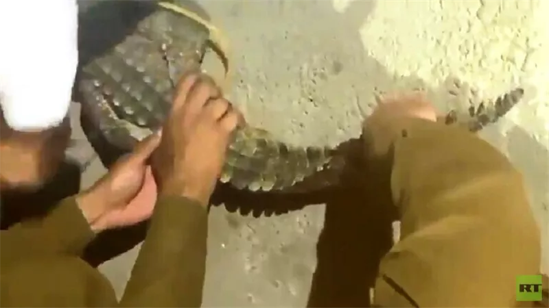 السيطرة على تمساح يتجول بمنطقة القصيم السعودية