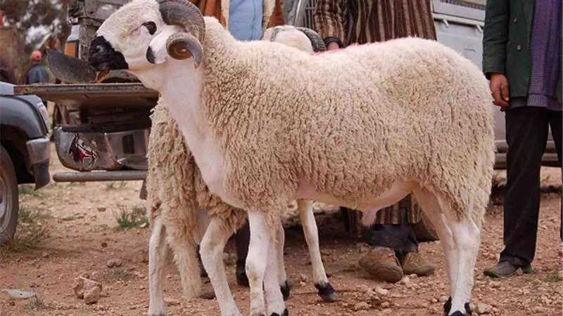 ما هو اقصى عدد يجوز له الاشتراك في اضحية واحدة؟ .. دار الإفتاء تجيب