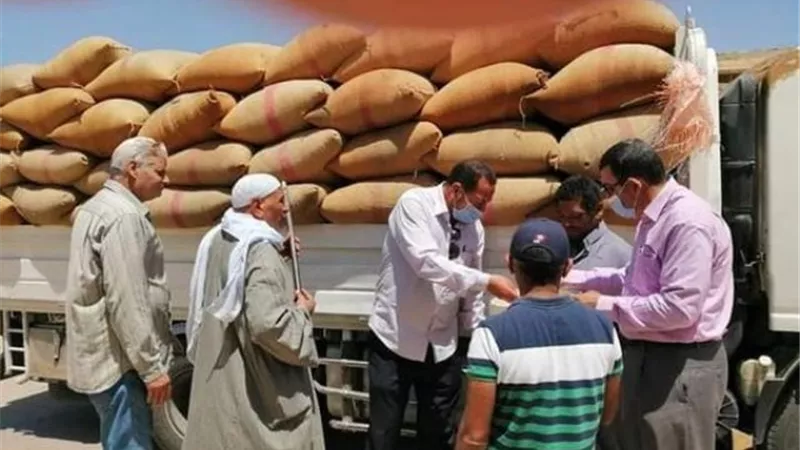 شون القصاصين بالإسماعيلية تواصل استلام سنابل الذهب الأصفر ..صور