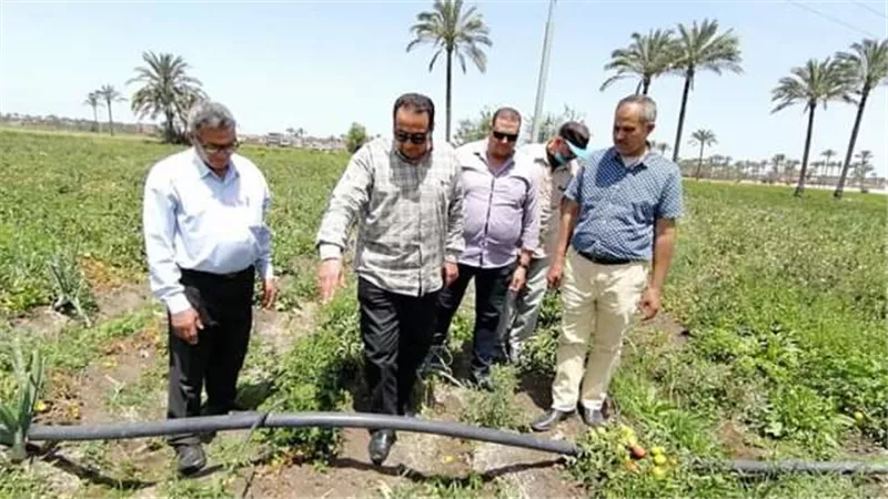 زيادة في إنتاجية الطماطم بنظام الري بالتنقيط بدمياط..صور