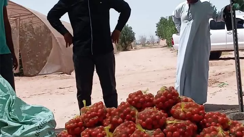 شاهد خيرات مزرعة وادى حوضين بالشلاتين