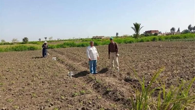 خطة مكافحة حقلية لمحصول القطن شرق الإسماعيلية ..صور