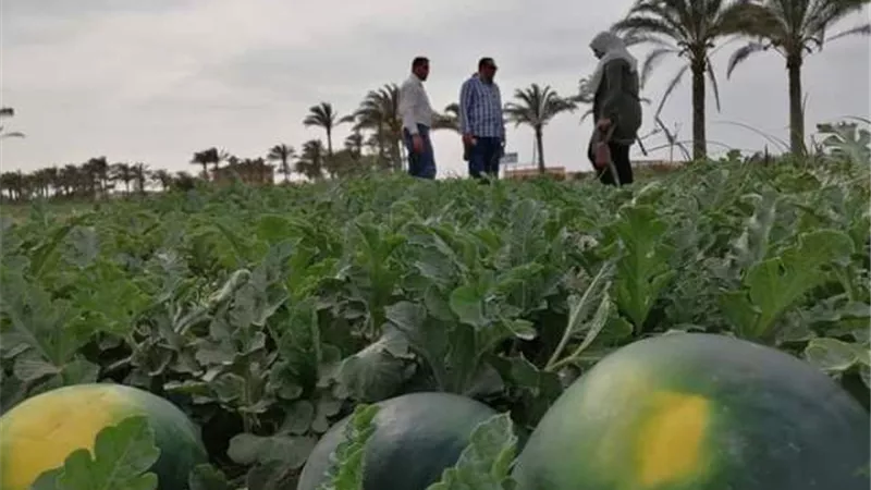 مدير زراعة دمياط: نجاح محصول البطيخ بنظام الري الحديث..صور