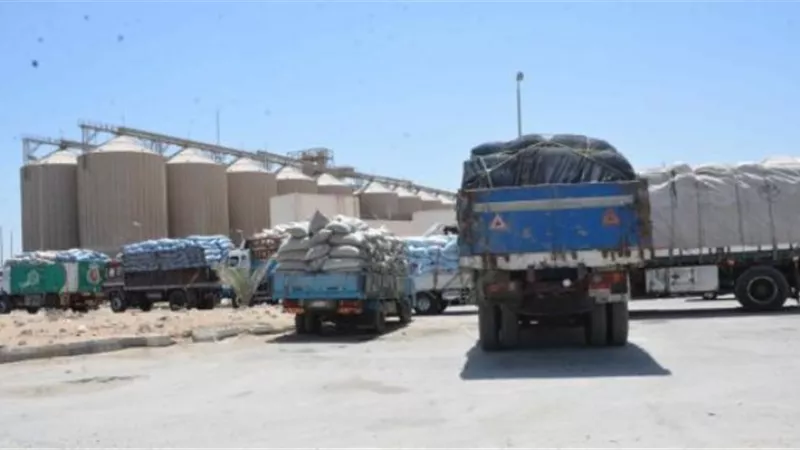 صوامع بنى سويف استقبلت 41 قمح