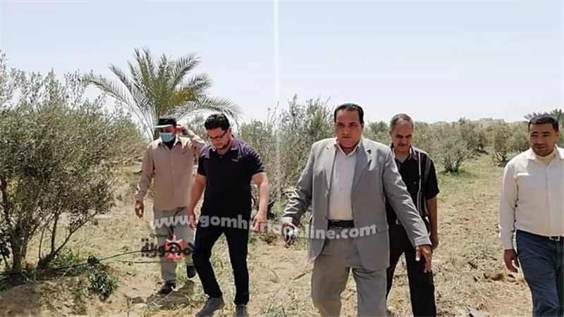 نجاح زراعات الزيتون بالري بالتنقيط بمحافظة دمياط